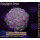WYSIWYG - Euphyllia paraancora hologram