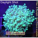 4M3-8 WYSIWYG - Euphyllia sp.