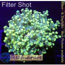 4M3-8 WYSIWYG - Euphyllia sp.