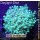 4M3-8 WYSIWYG - Euphyllia sp.