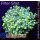 4M3-8 WYSIWYG - Euphyllia sp.
