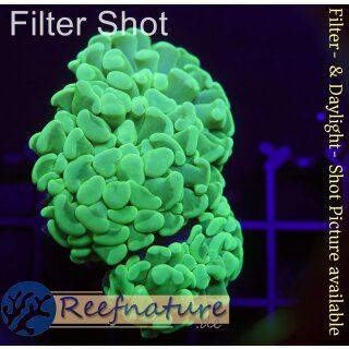 5L4-1 WYSIWYG - Euphyllia sp. hellgrün 2Köpfe