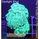 5L4-1 WYSIWYG - Euphyllia sp. hellgrün 2Köpfe