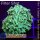 5L4-2 WYSIWYG - Euphyllia  grün