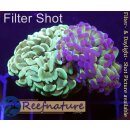 5L4-5 WYSIWYG - Euphyllia sp. zwei Farben