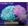 5L4-5 WYSIWYG - Euphyllia sp. zwei Farben