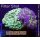 5L4-5 WYSIWYG - Euphyllia sp. zwei Farben