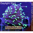 5L5-1 WYSIWYG - Euphyllia  black Torch