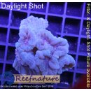 5L5-4 WYSIWYG -  Caulastrea Blau