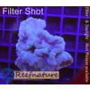 5L5-4 WYSIWYG -  Caulastrea Blau