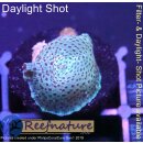 U2-R1-1 WYSIWYG - Discosoma sp. greenblue