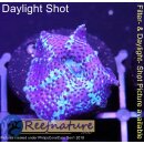 U2-R1-2 WYSIWYG - Discosoma coeruleus - Jawbreaker "Ice -Blue Metallic"