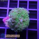 U2-R1-2 WYSIWYG - Rhodactis sp.