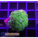 U2-R1-2 WYSIWYG - Rhodactis sp.