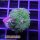 U2-R1-2 WYSIWYG - Rhodactis sp.