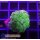 U2-R1-2 WYSIWYG - Rhodactis sp.