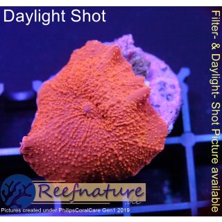 H2-R2-4 WYSIWYG - Discosoma ultraRED