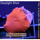H2-R2-4 WYSIWYG - Discosoma ultraRED