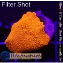 H2-R2-4 WYSIWYG - Discosoma ultraRED