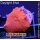 H2-R2-4 WYSIWYG - Discosoma ultraRED