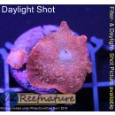 U2-R1-5 WYSIWYG - Discosoma RED