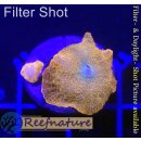 U2-R1-5 WYSIWYG - Discosoma RED