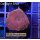 U2-R1-6 WYSIWYG - Discosoma RED #1