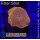 U2-R1-6 WYSIWYG - Discosoma RED #1