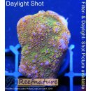 U1-R2-5 WYSIWYG - Montipora Rainbow