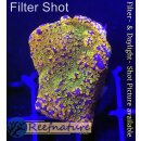 U1-R2-5 WYSIWYG - Montipora Rainbow