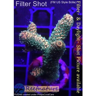 4C2-7 WYSIWYG - Acropora millepora gelb/orange Höhe mm