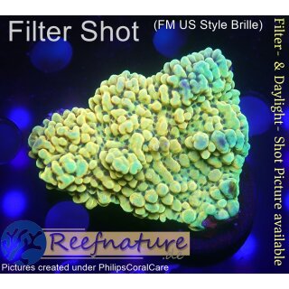 4C2-7 WYSIWYG - Montipora sp.