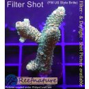 4C2-7 WYSIWYG - Acropora millepora gelb/orange Höhe...