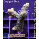 4C2-7 WYSIWYG - Acropora millepora gelb/orange Höhe...