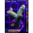 4C2-7 WYSIWYG - Acropora millepora gelb/orange Höhe mm