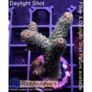 4C2-7 WYSIWYG - Acropora millepora gelb/orange Höhe mm