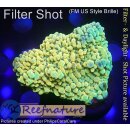 4C2-7 WYSIWYG - Montipora sp.