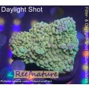 4C2-7 WYSIWYG - Montipora sp.