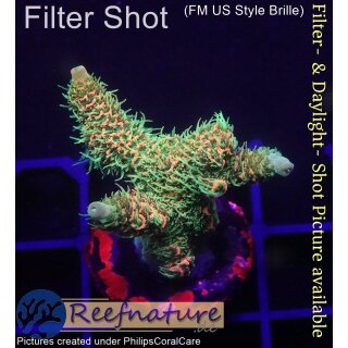 4C3-1 WYSIWYG - Acropora millepora Höhe 36mm