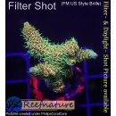 4C3-1 WYSIWYG - Acropora millepora Höhe 36mm