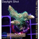 4C3-1 WYSIWYG - Acropora millepora Höhe 36mm