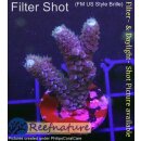 4C3-2 WYSIWYG - Acropora millepora blau Höhe 41mm