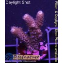 4C3-2 WYSIWYG - Acropora millepora blau Höhe 41mm
