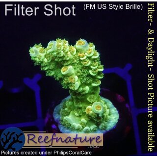 4C3-3 WYSIWYG - Acropora WD/Florida, Höhe 32mm