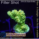 4C3-3 WYSIWYG - Acropora WD/Florida, Höhe 32mm