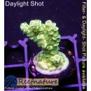 4C3-3 WYSIWYG - Acropora WD/Florida, Höhe 32mm