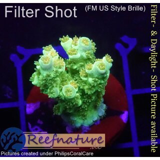 4C3-4 WYSIWYG - Acropora WD/Florida  Höhe 27mm