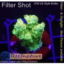 4C3-4 WYSIWYG - Acropora WD/Florida  Höhe 27mm