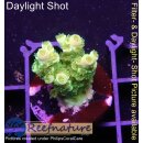 4C3-4 WYSIWYG - Acropora WD/Florida  Höhe 27mm