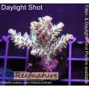 4C3-5 WYSIWYG - Acropora sp. (Table)  Höhe 35mm